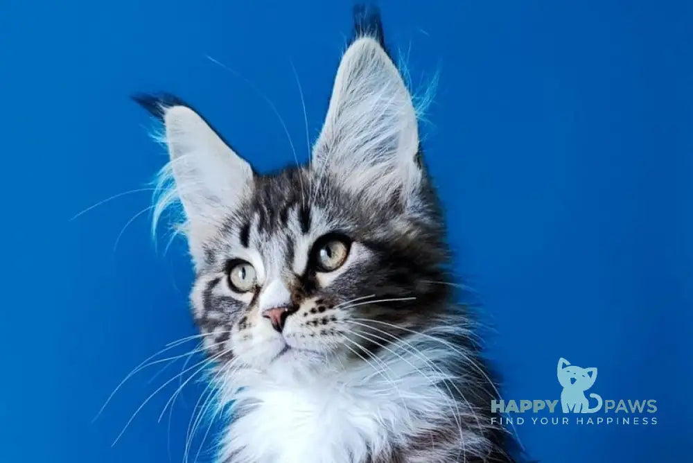 Negan Bengal male black silver tabby bicolour live animals