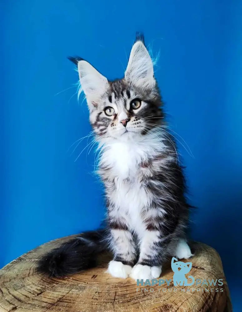 Negan Bengal male black silver tabby bicolour live animals