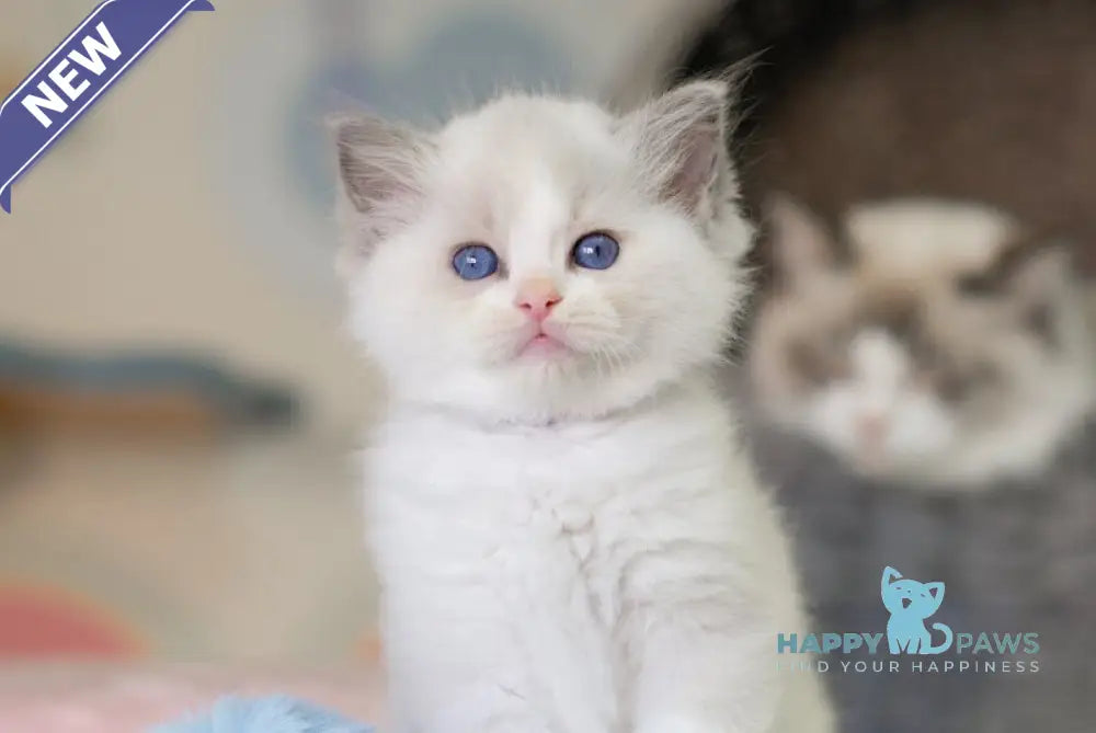 Neil Ragdoll male seal bicolour live animals