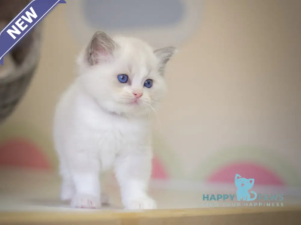 Neil Ragdoll male seal bicolour live animals