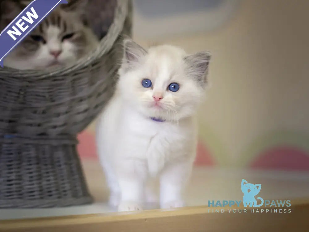 Neil Ragdoll male seal bicolour live animals