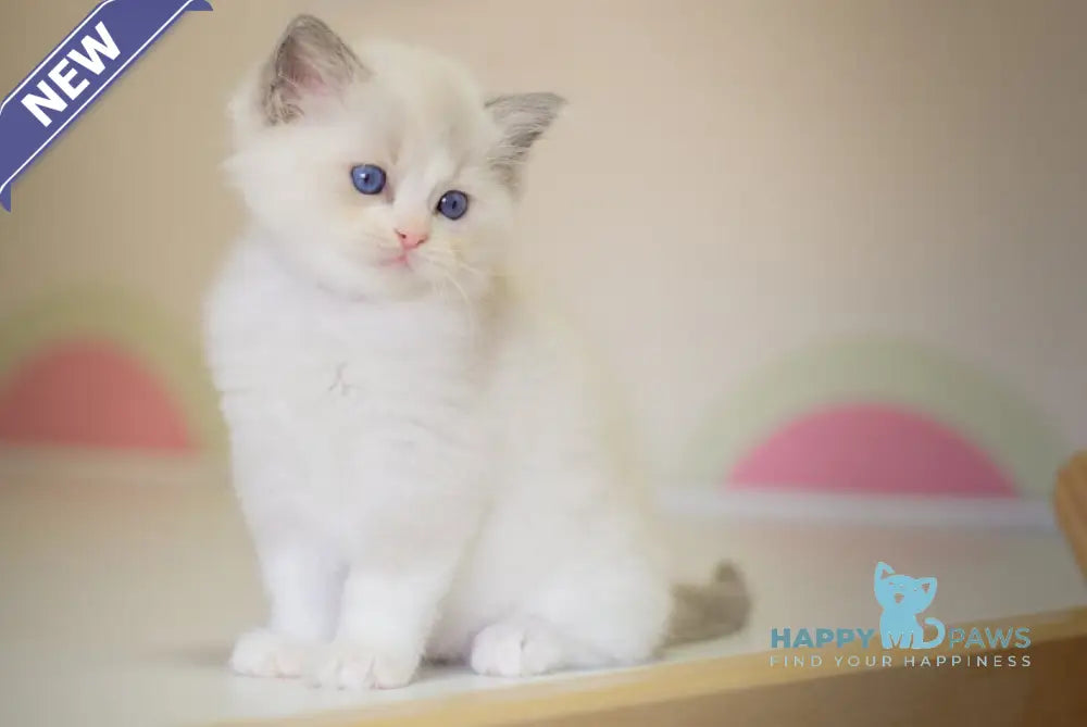 Neil Ragdoll male seal bicolour live animals