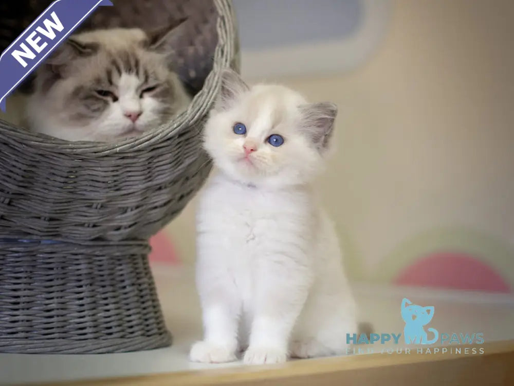 Neil Ragdoll male seal bicolour live animals