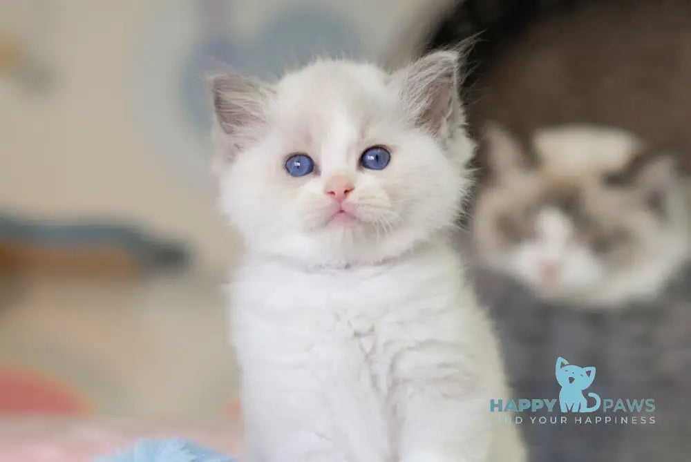 Neil Ragdoll male seal bicolour live animals