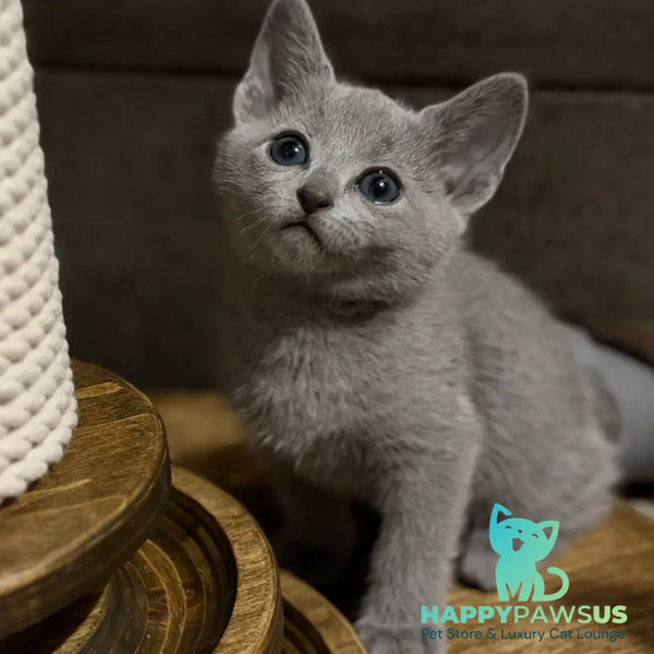 Neil Russian Blue male blue - live animals