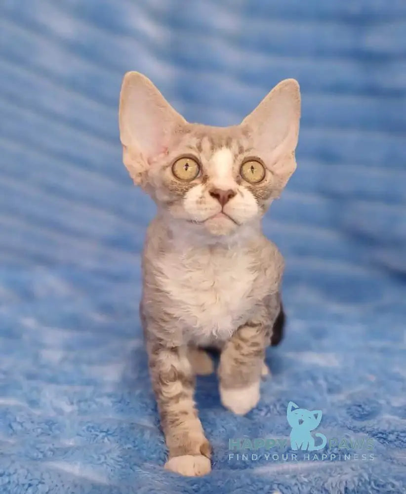 Neisi Devon Rex female blue bicolour live animals