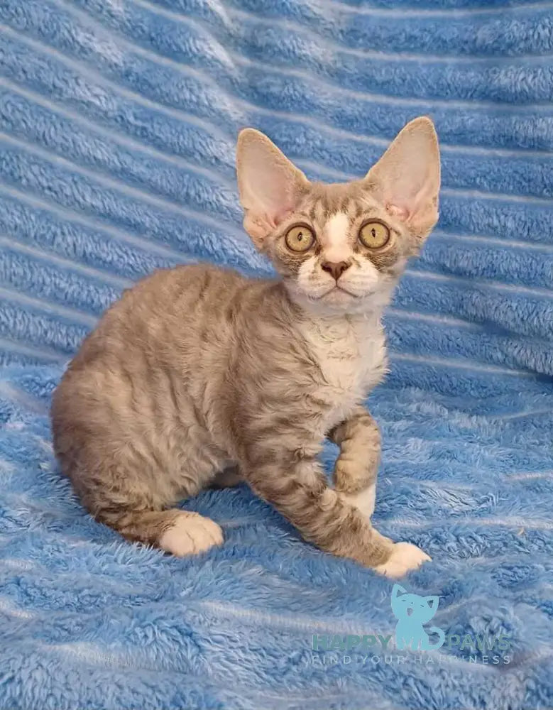 Neisi Devon Rex female blue bicolour live animals