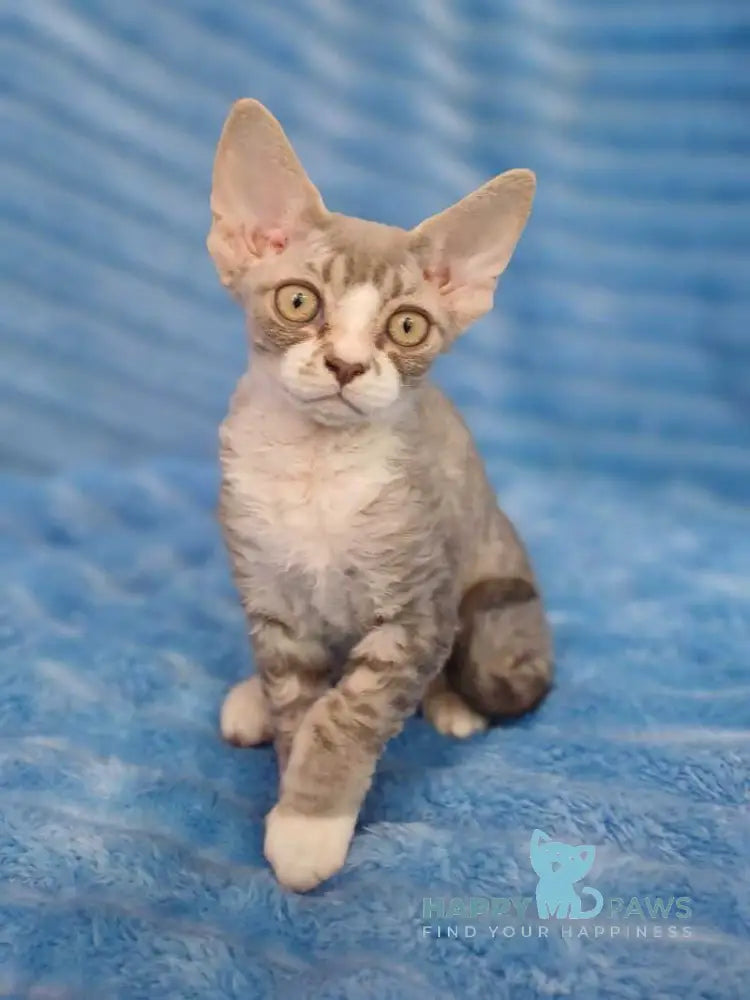 Neisi Devon Rex female blue bicolour live animals