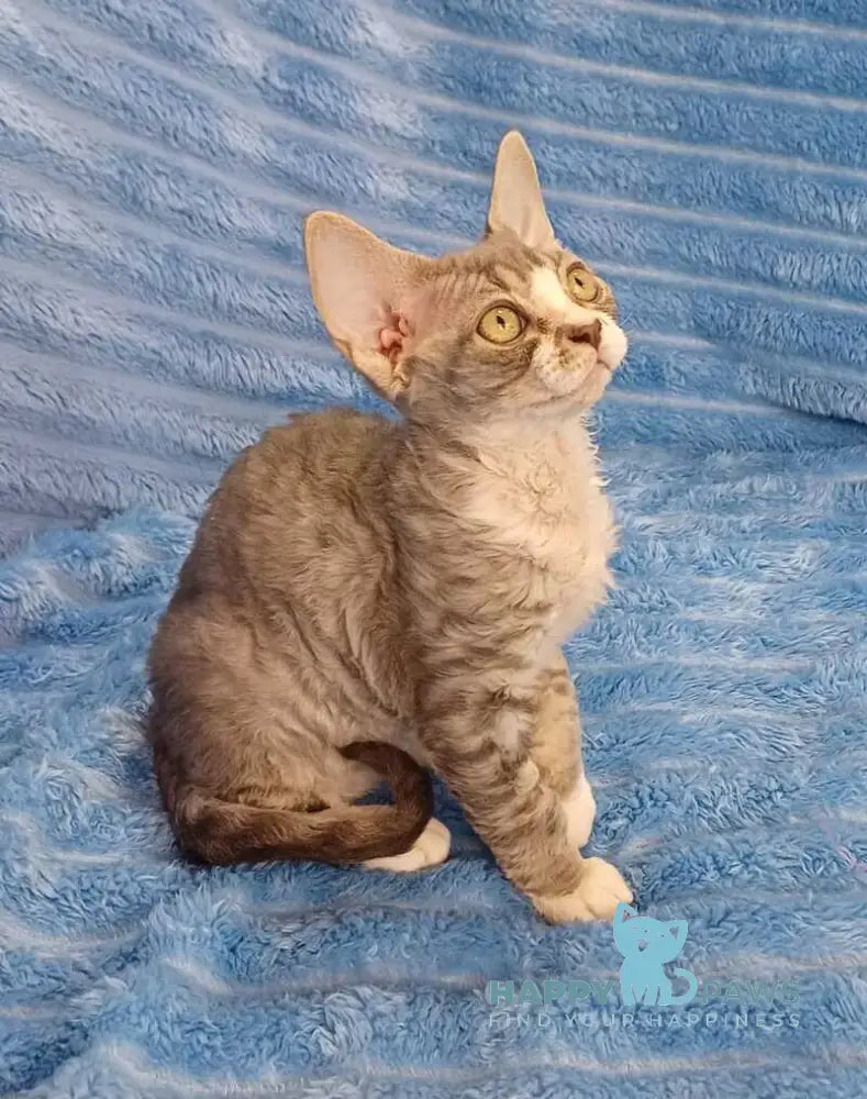 Neisi Devon Rex female blue bicolour live animals