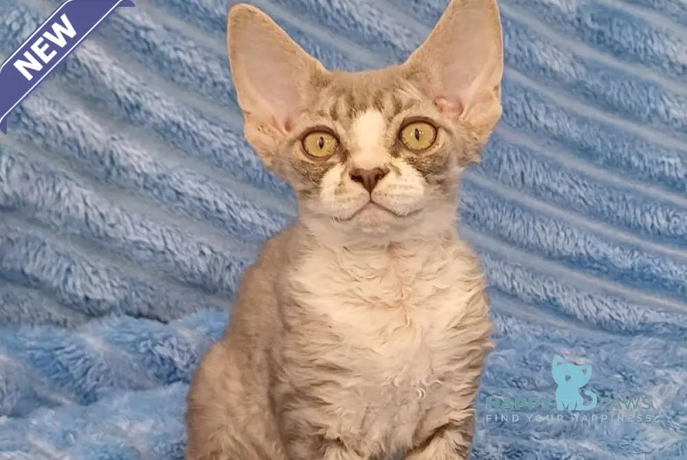 Neisi Devon Rex female blue bicolour live animals