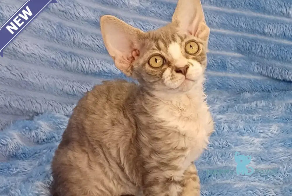 Neisi Devon Rex female blue bicolour live animals