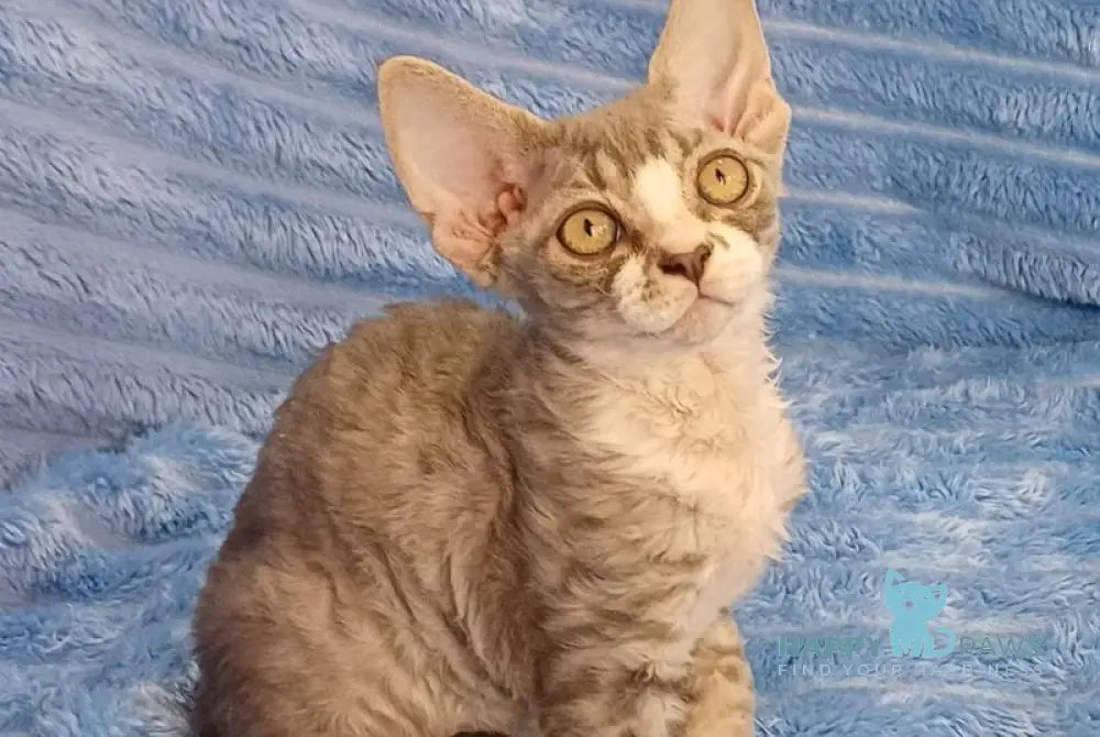 Neisi Devon Rex female blue bicolour live animals