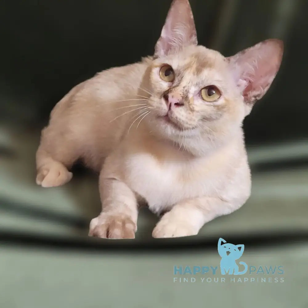 Neisy Burmese female chocolate tortie live animals