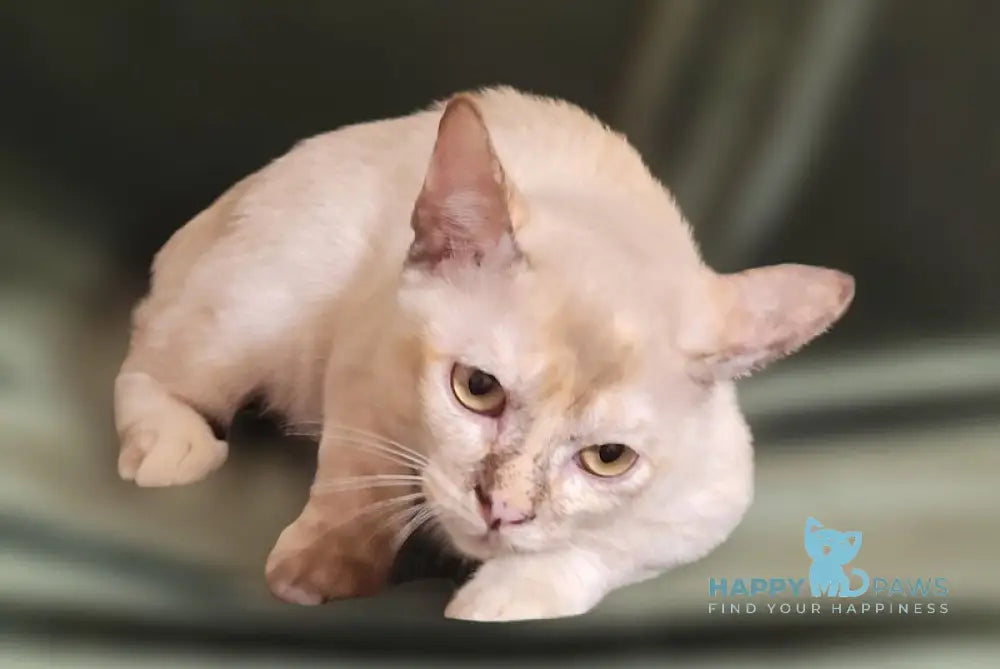 Neisy Burmese female chocolate tortie live animals