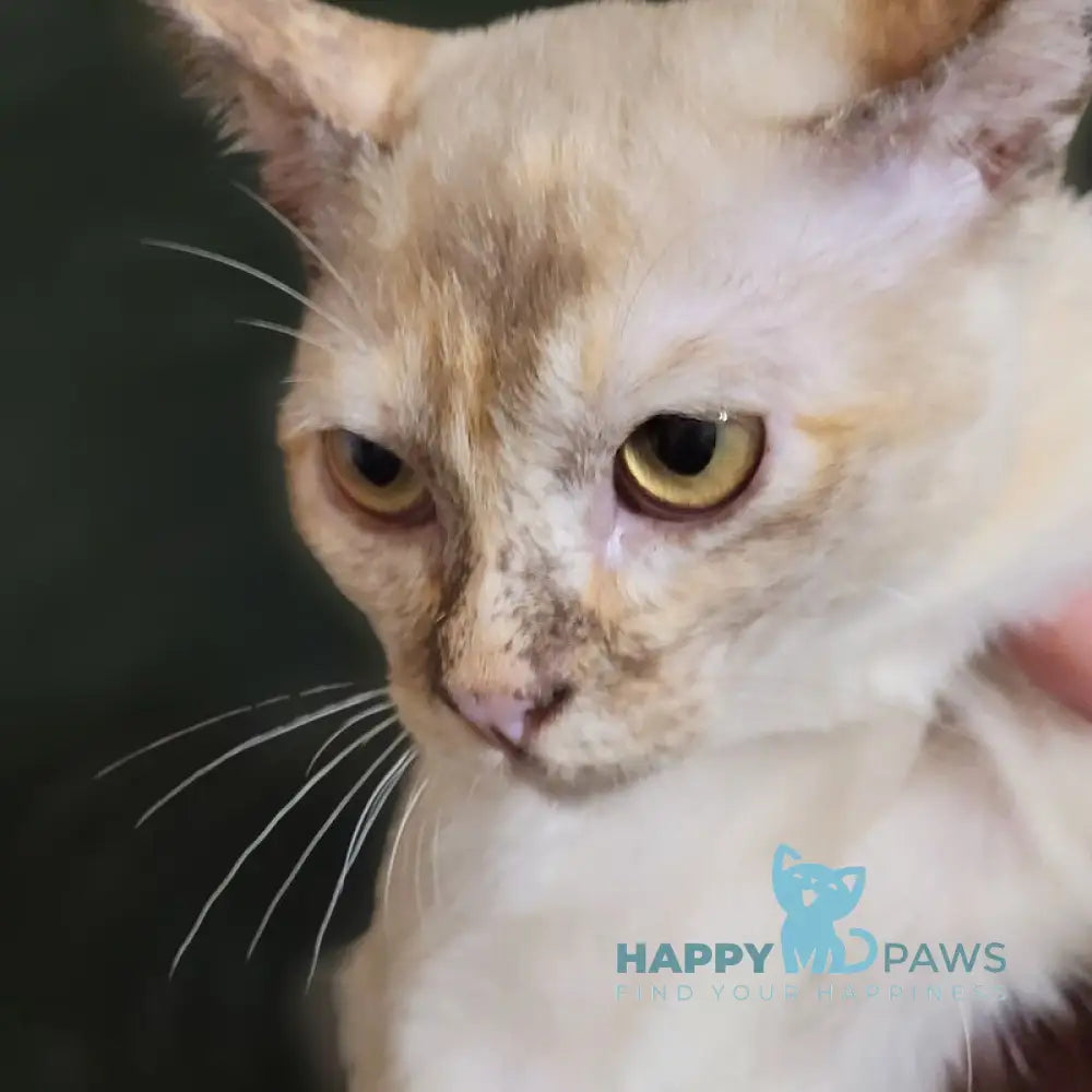 Neisy Burmese female chocolate tortie live animals