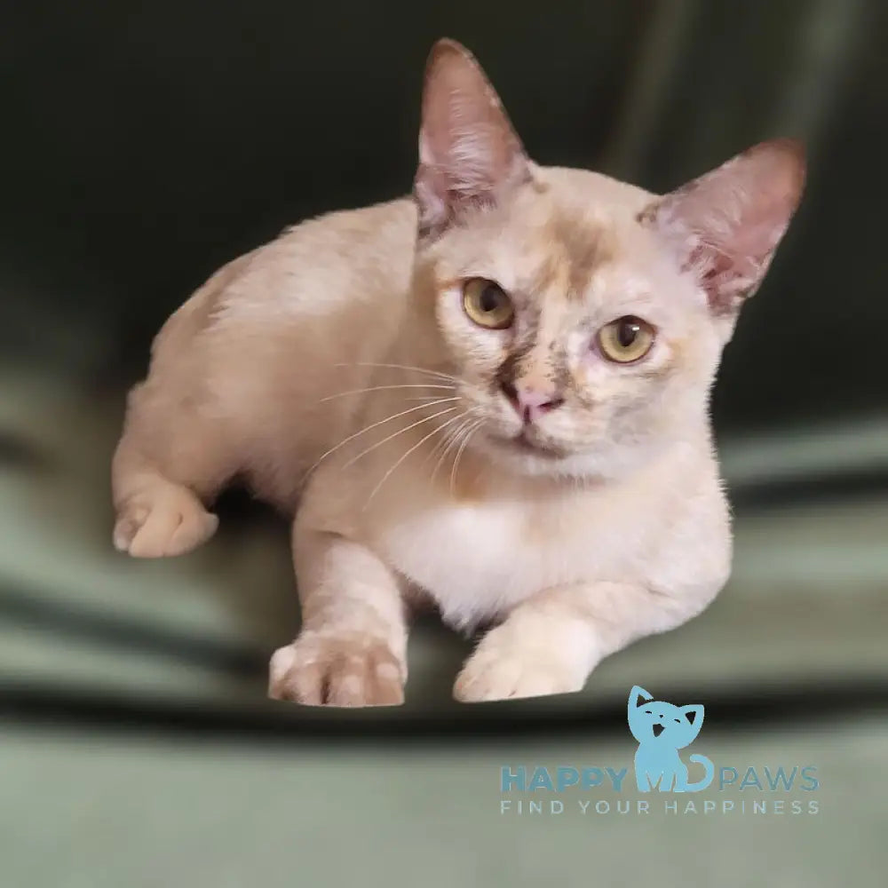 Neisy Burmese female chocolate tortie live animals