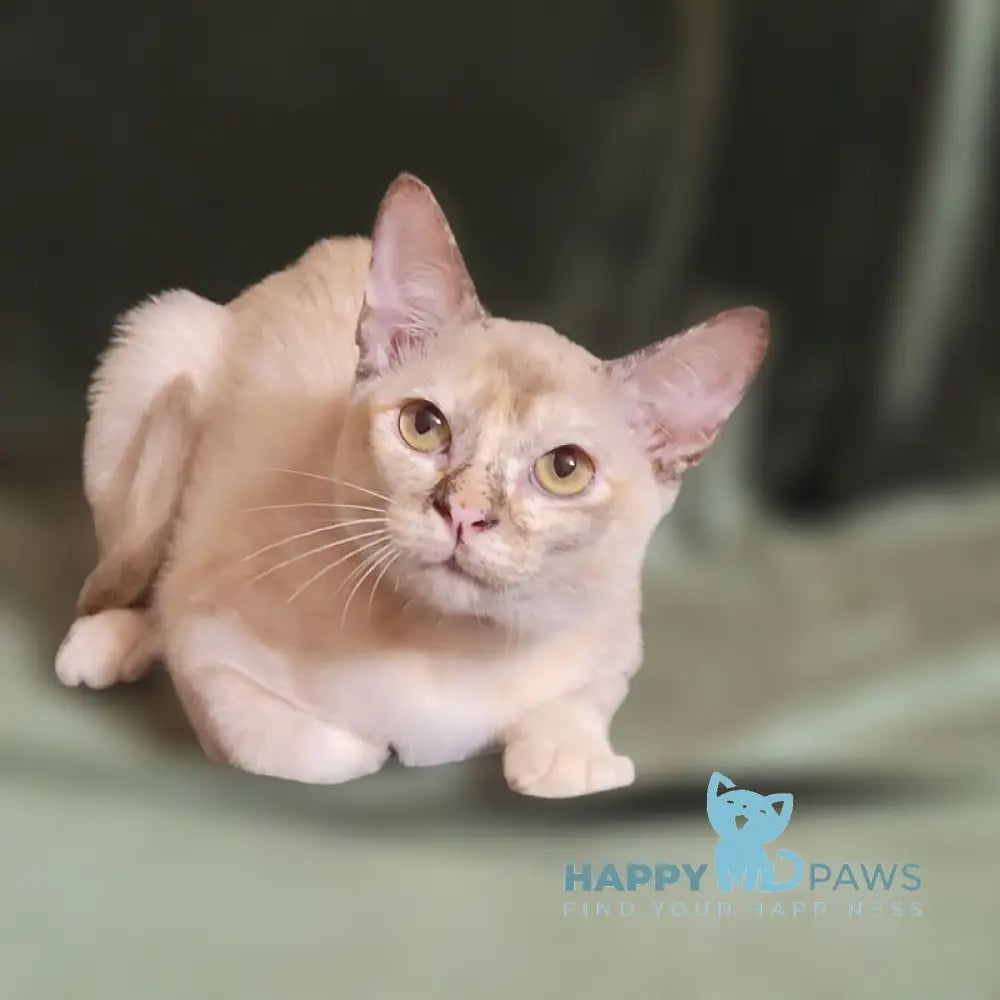 Neisy Burmese female chocolate tortie live animals