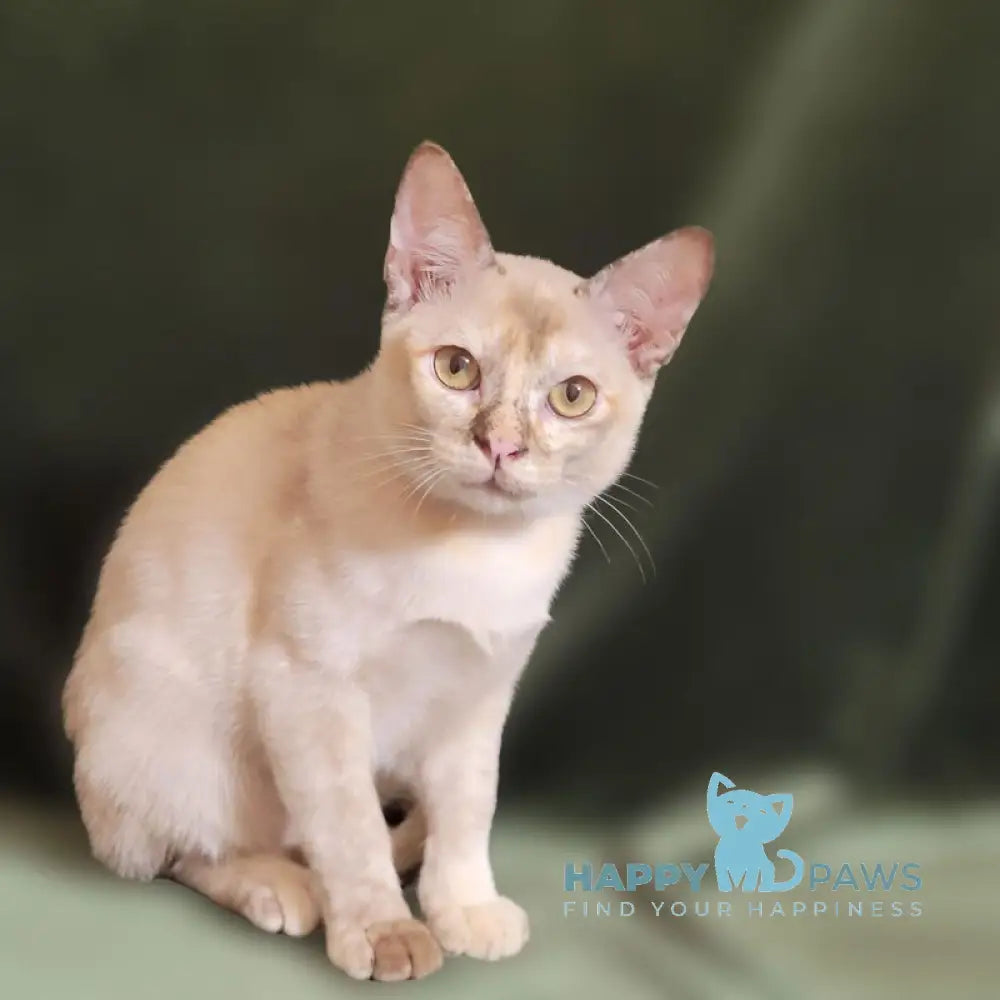 Neisy Burmese female chocolate tortie live animals