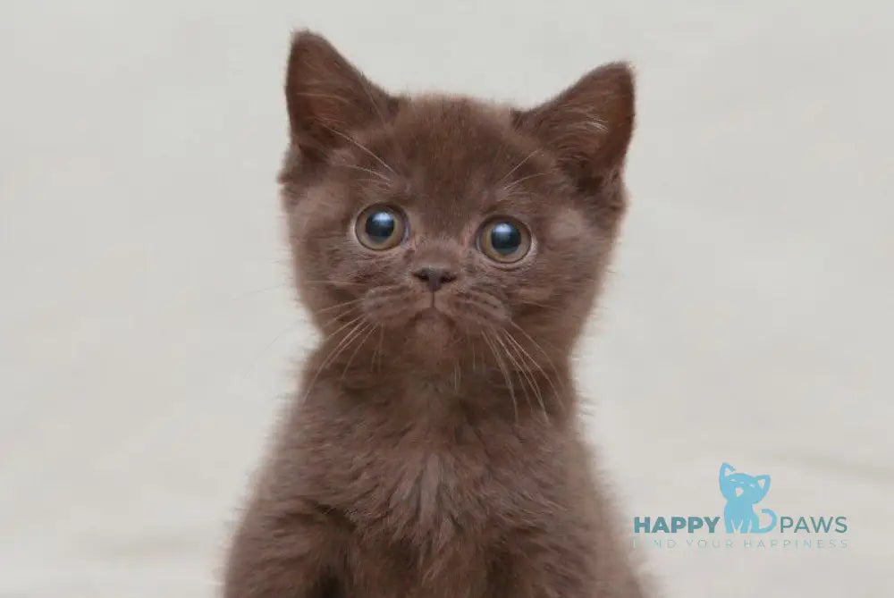 Neko British Shorthair male chocolate live animals