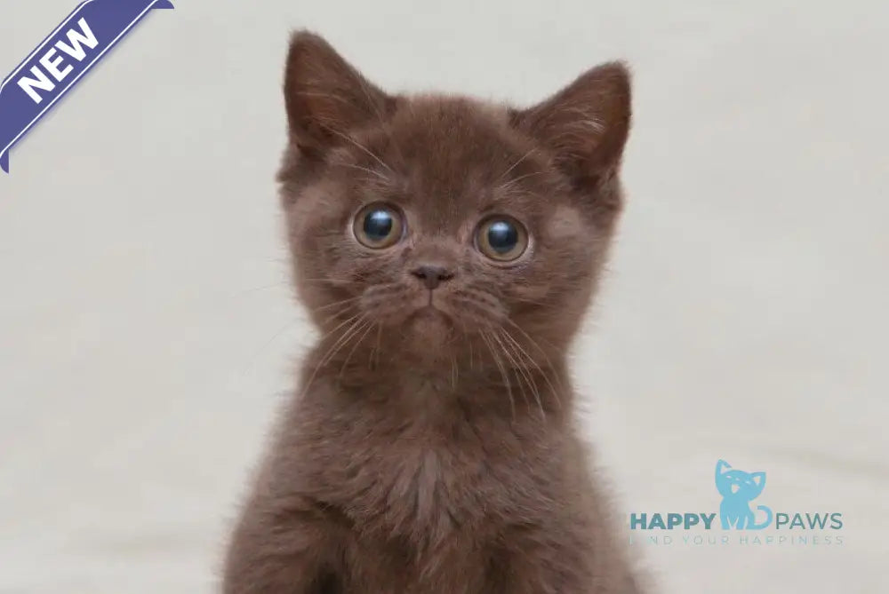 Neko British Shorthair male chocolate live animals