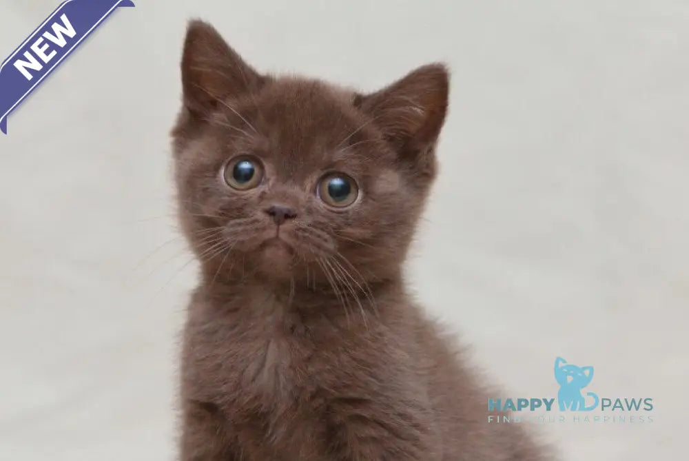 Neko British Shorthair male chocolate live animals