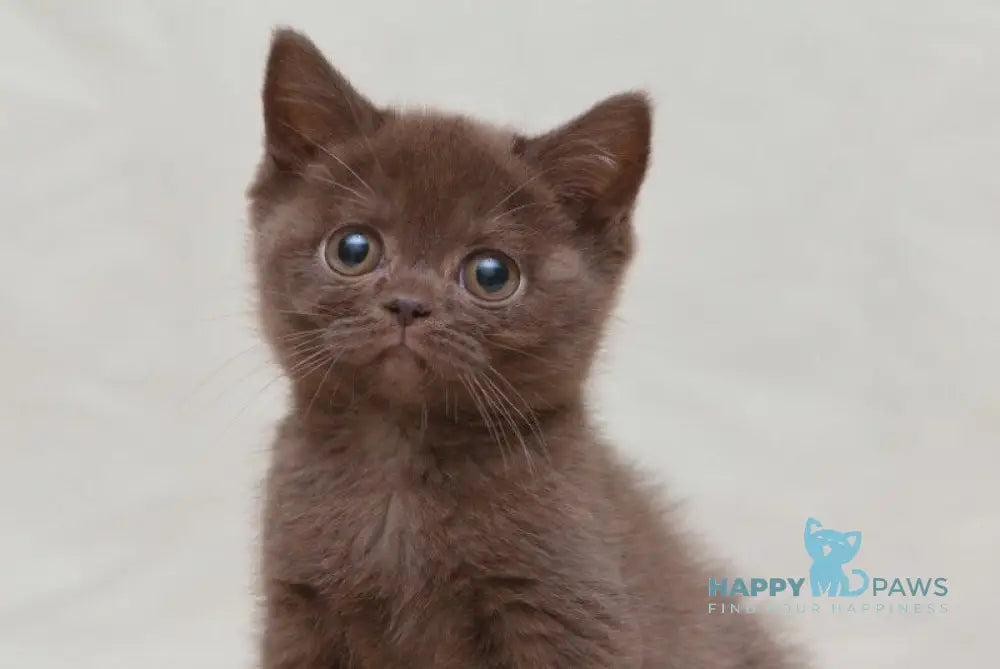 Neko British Shorthair male chocolate live animals