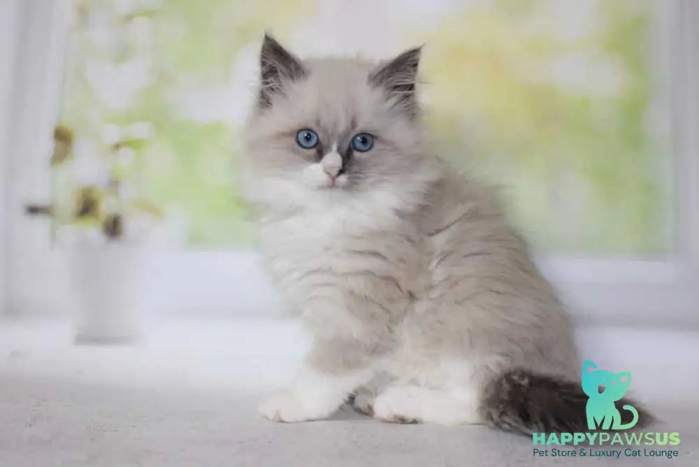 Nekole Siberian female blue pointed bicolour - live animals