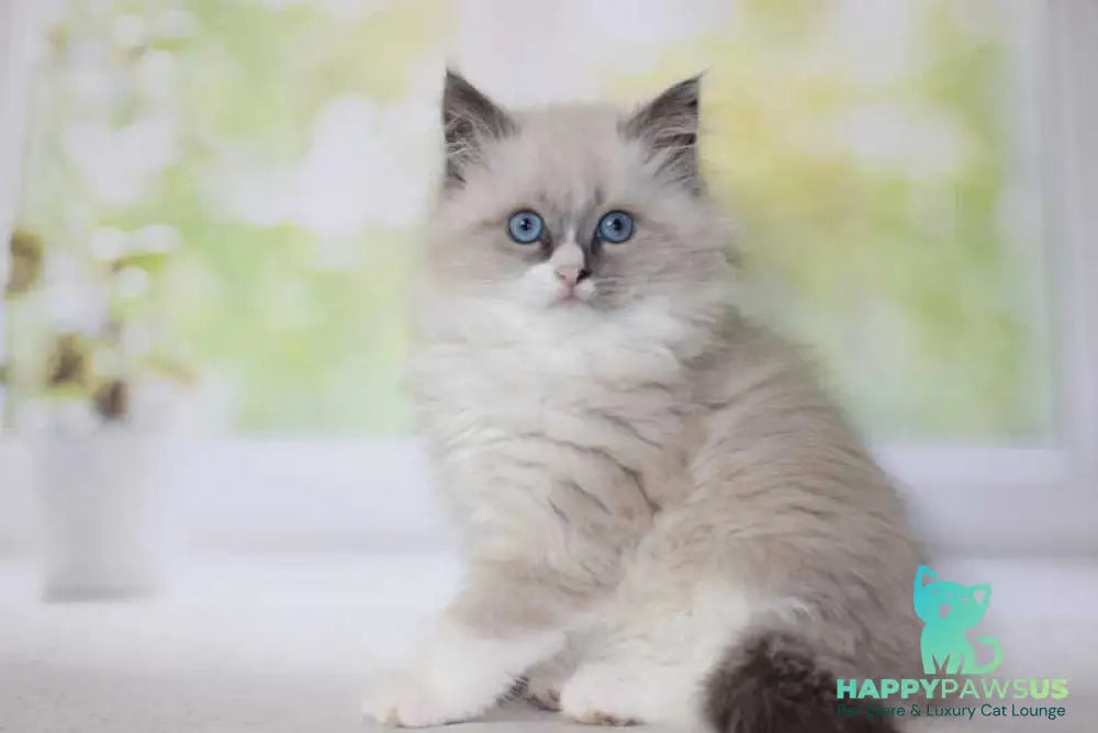 Nekole Siberian female blue pointed bicolour - live animals