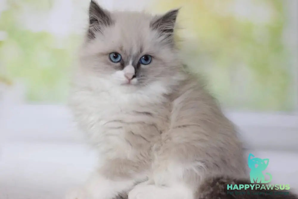 Nekole Siberian female blue pointed bicolour - live animals