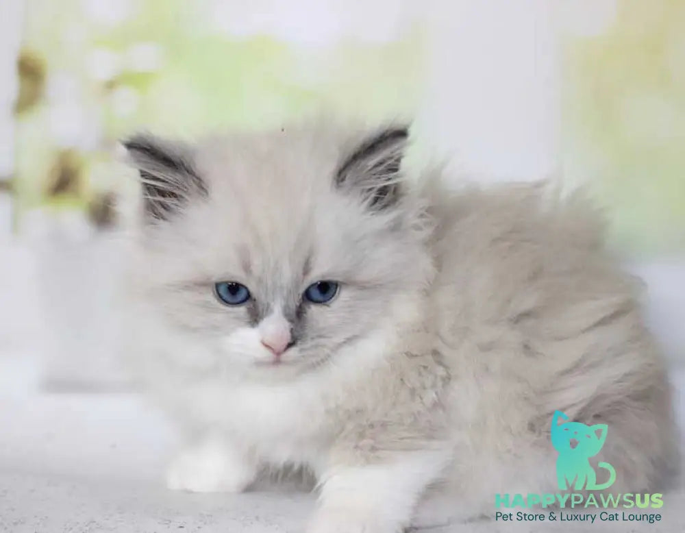 Nekole Siberian female blue pointed bicolour - live animals