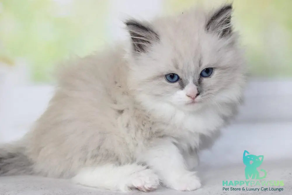 Nekole Siberian female blue pointed bicolour - live animals