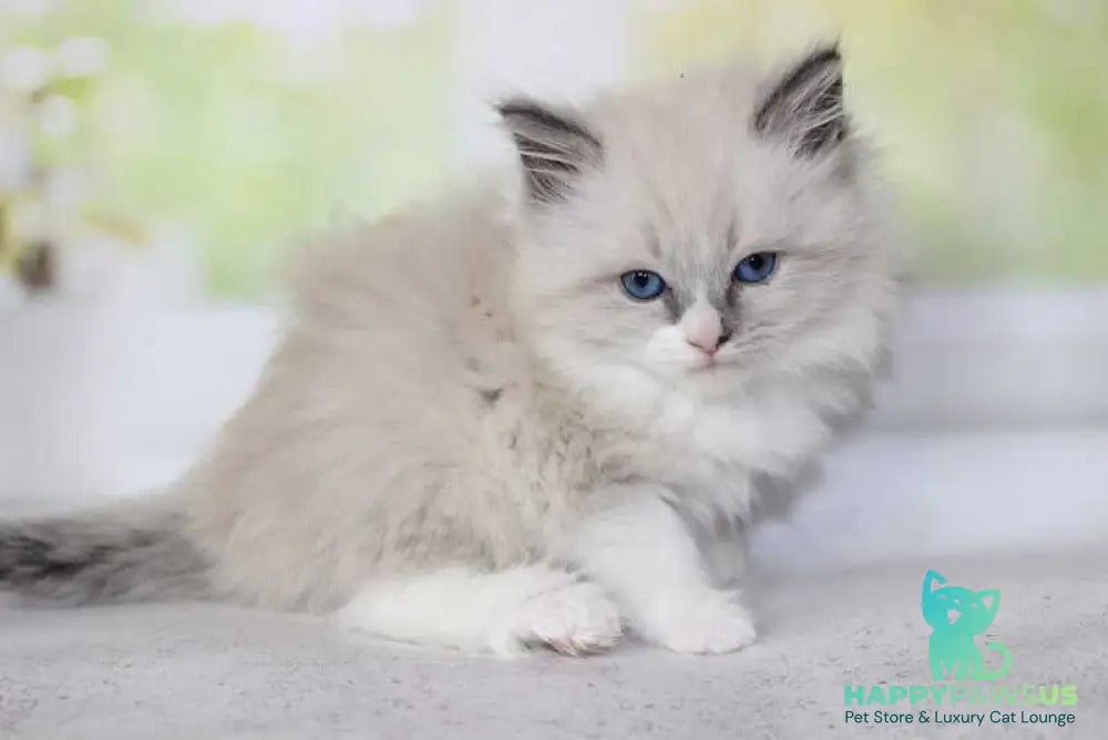Nekole Siberian female blue pointed bicolour - live animals