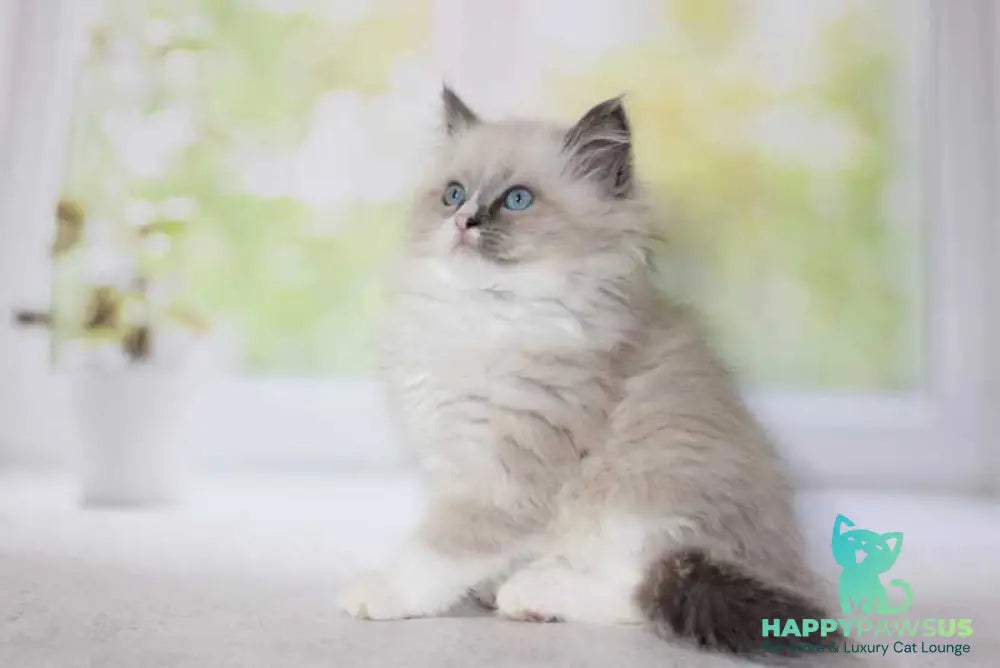 Nekole Siberian female blue pointed bicolour - live animals