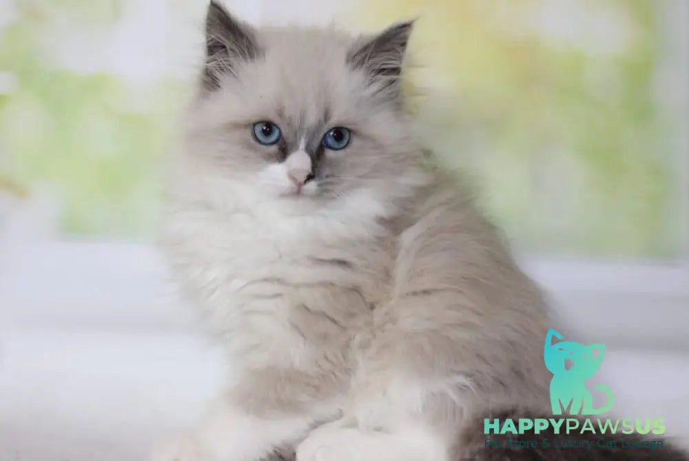 Nekole Siberian female blue pointed bicolour - live animals