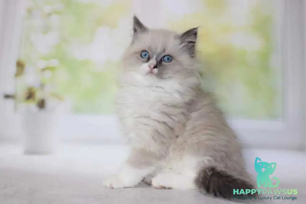 Nekole Siberian female blue pointed bicolour - live animals