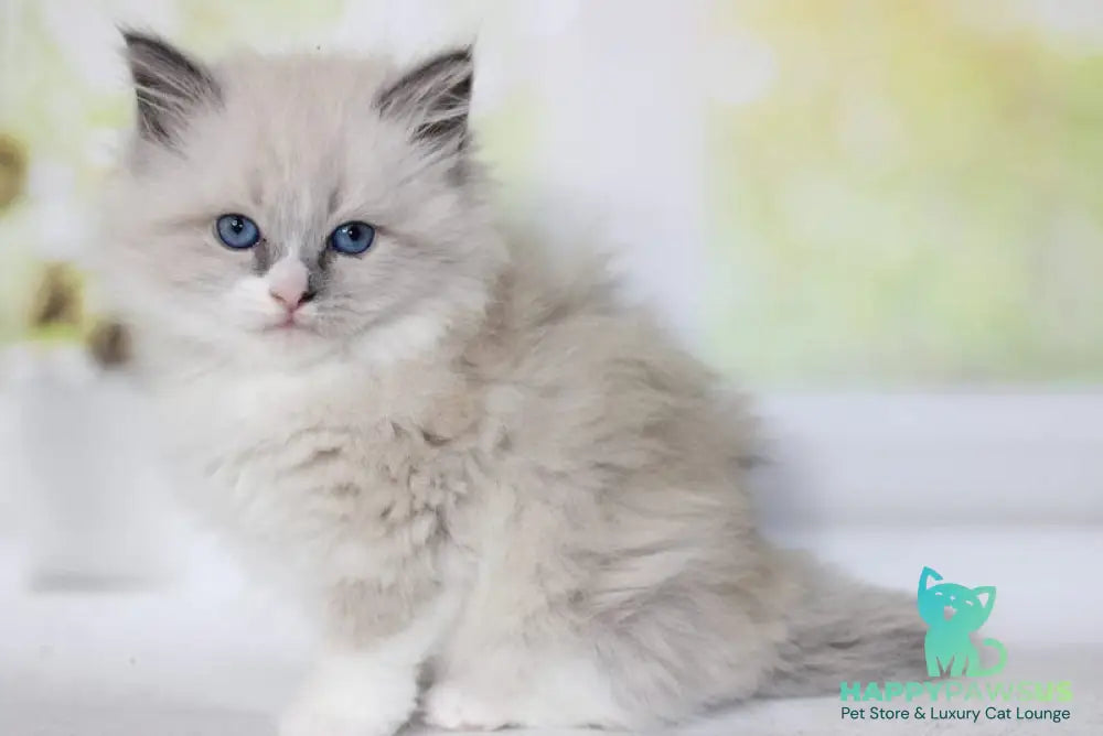 Nekole Siberian female blue pointed bicolour - live animals