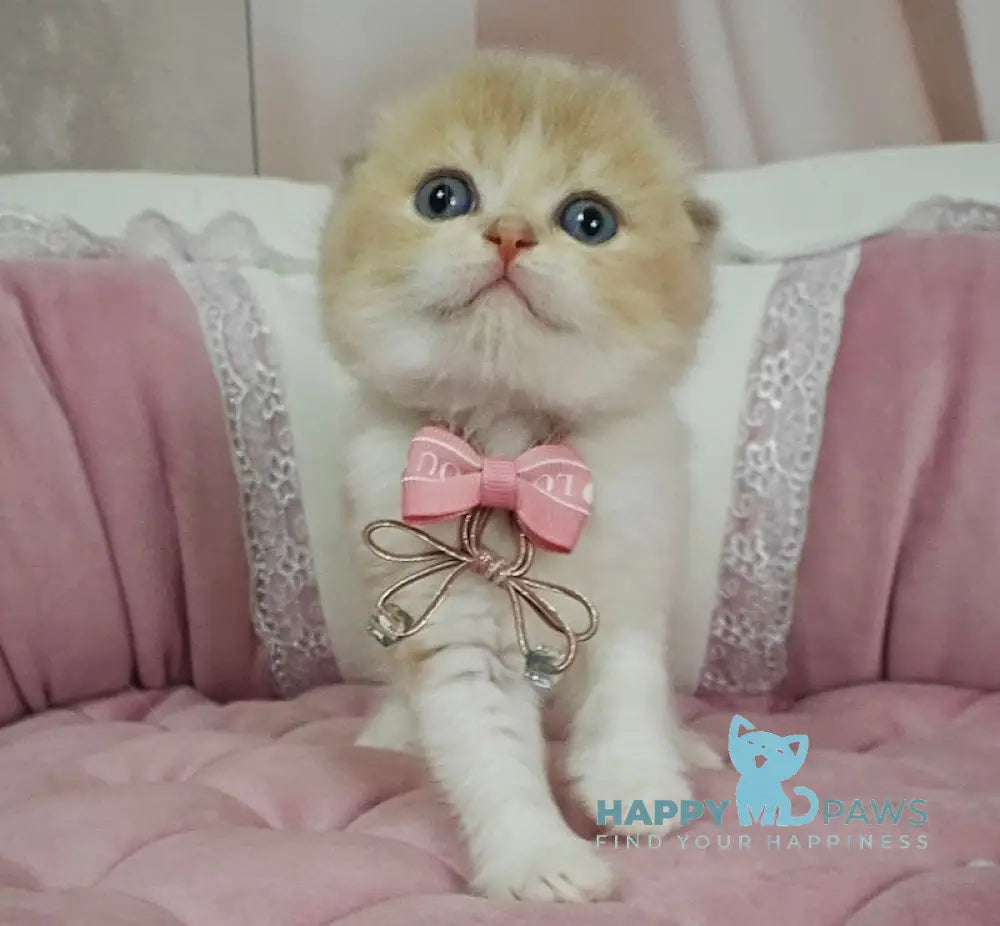 Nektarin Scottish Fold male lilac golden chinchilla bicolour live animals