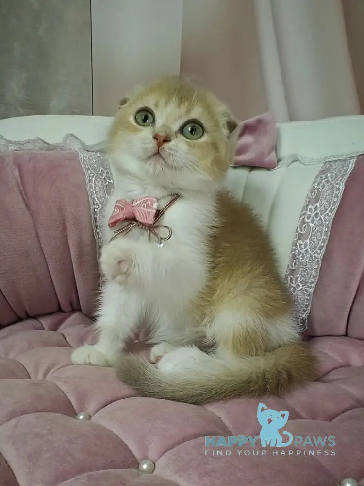 Nektarin Scottish Fold male lilac golden chinchilla bicolour live animals