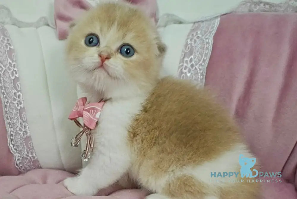 Nektarin Scottish Fold male lilac golden chinchilla bicolour live animals