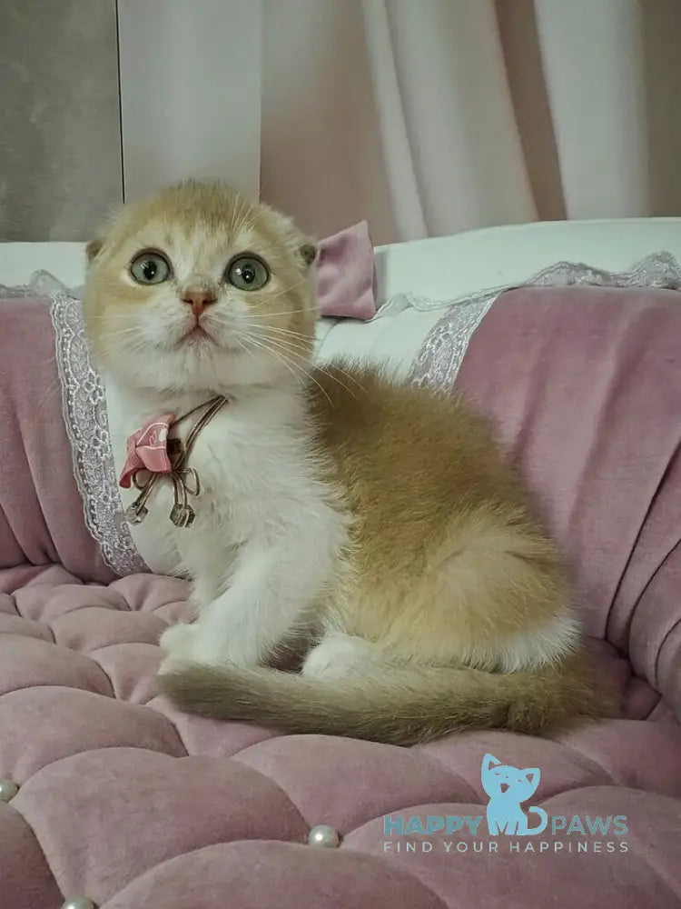 Nektarin Scottish Fold male lilac golden chinchilla bicolour live animals