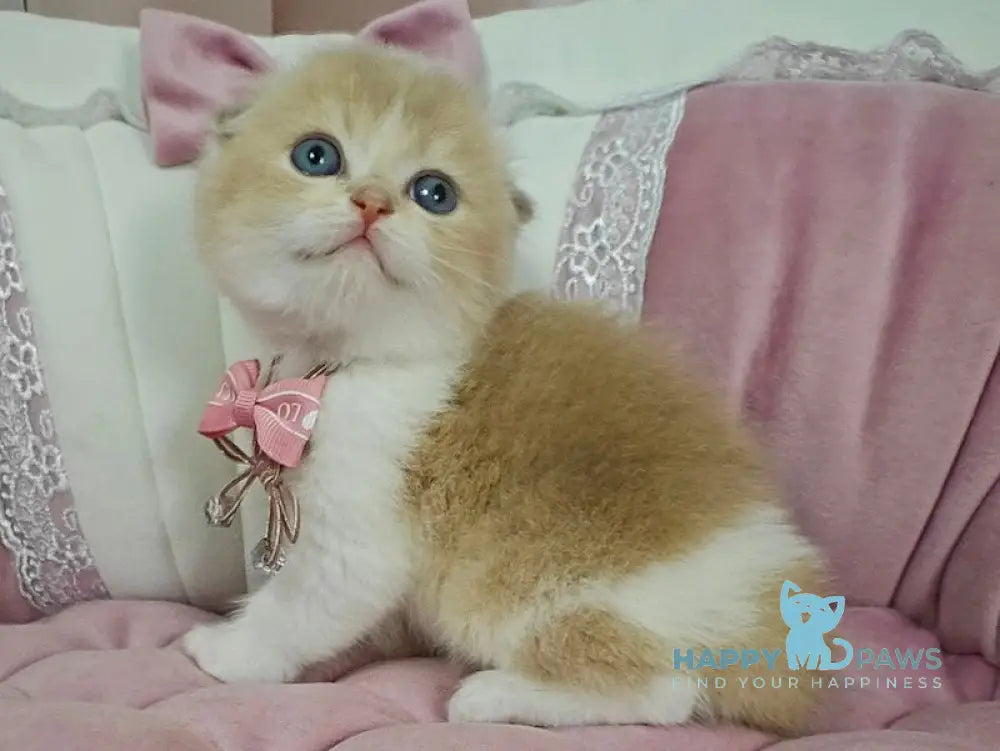 Nektarin Scottish Fold male lilac golden chinchilla bicolour live animals