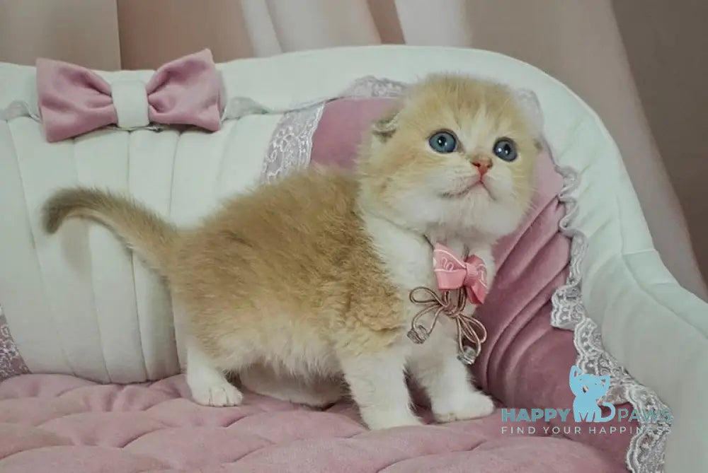 Nektarin Scottish Fold male lilac golden chinchilla bicolour live animals