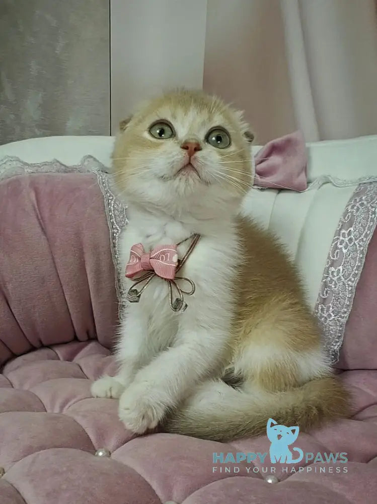 Nektarin Scottish Fold male lilac golden chinchilla bicolour live animals