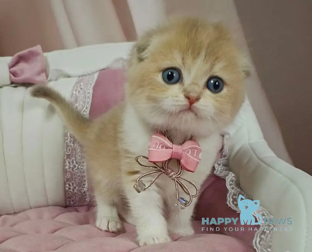Nektarin Scottish Fold male lilac golden chinchilla bicolour live animals