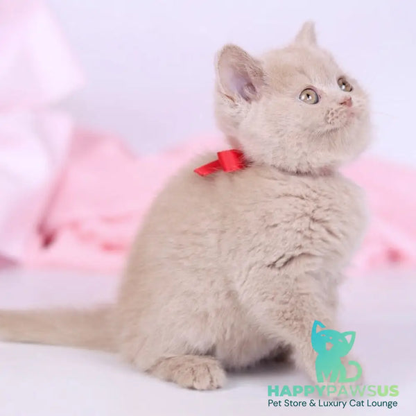 Nella British Shorthair female fawn - live animals