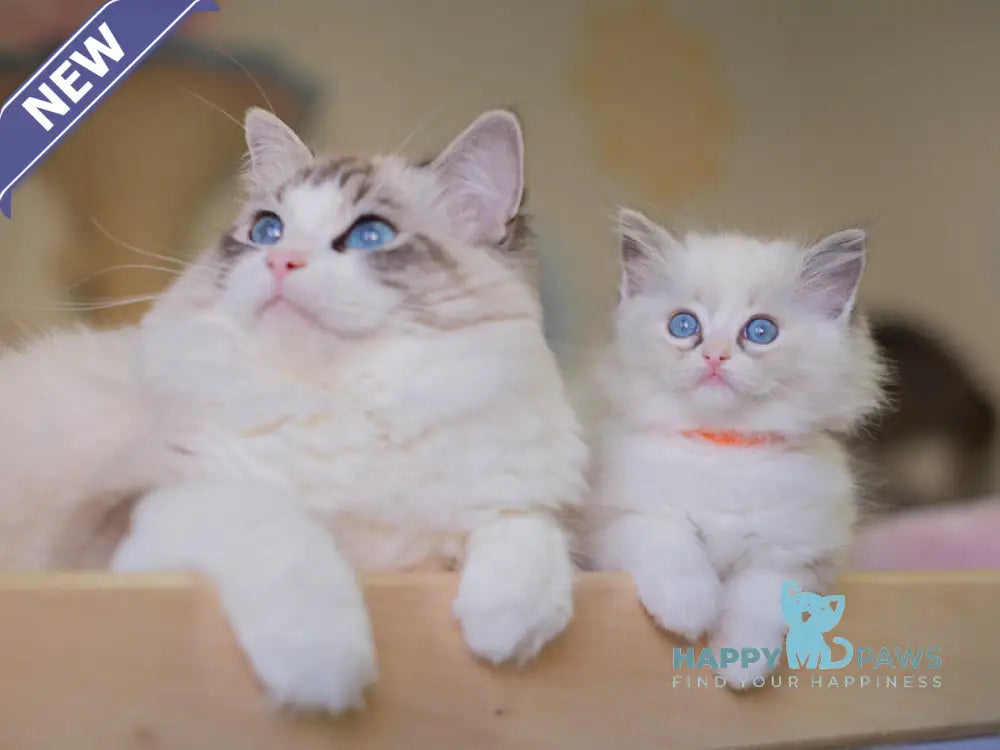Nella Ragdoll female seal lynx bicolour live animals