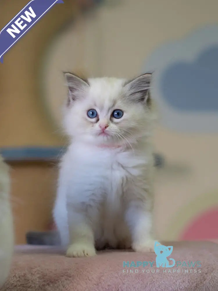 Nella Ragdoll female seal lynx bicolour live animals