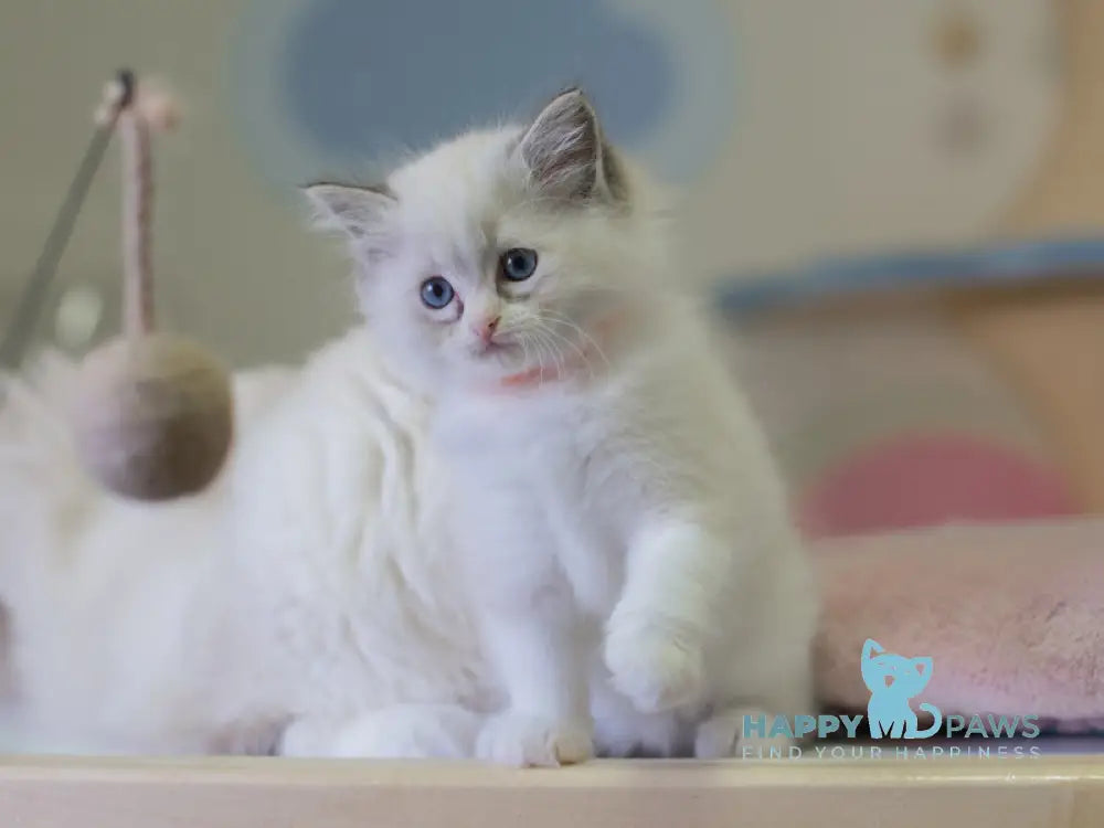 Nella Ragdoll female seal lynx bicolour live animals