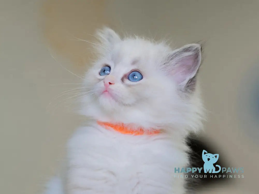 Nella Ragdoll female seal lynx bicolour live animals