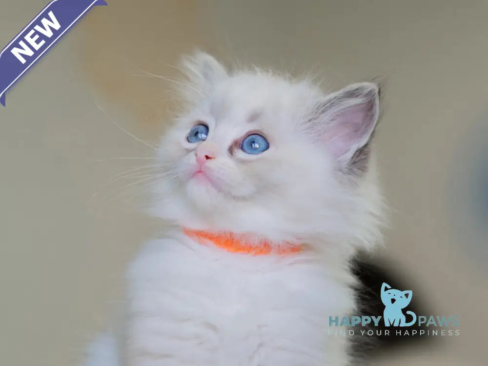 Nella Ragdoll female seal lynx bicolour live animals